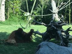 Pongo