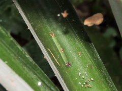 Dynastor darius stygianus