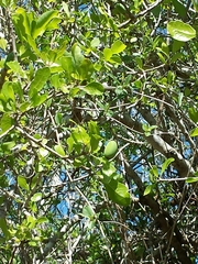 Capurodendron