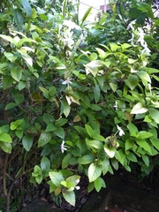Pseuderanthemum latifolium