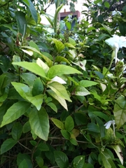 Pseuderanthemum latifolium