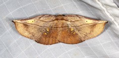 Xenomusa metallica