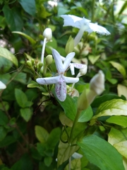 Pseuderanthemum latifolium