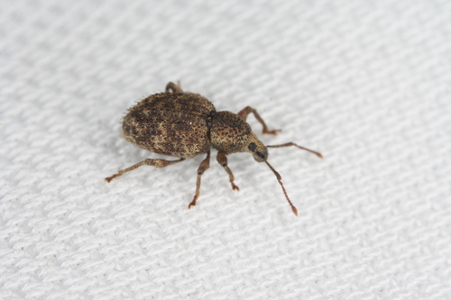 Crusted root weevil