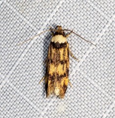 Sphyrelata nefanda