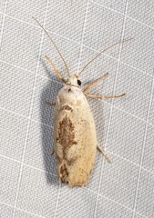 Tymbophora peltastis