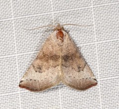 Mataeomera mesotaenia