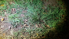Tridens albescens