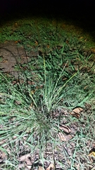 Tridens albescens
