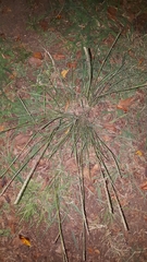 Tridens albescens