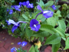 Achetaria azurea