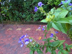 Achetaria azurea