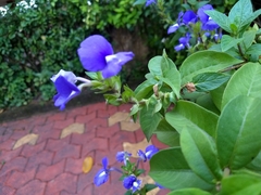 Achetaria azurea