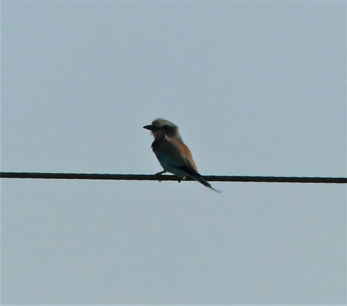 Lilac-breasted Roller