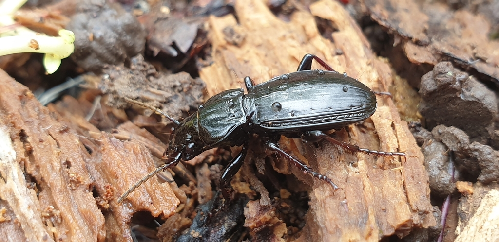 Tanythrix edura