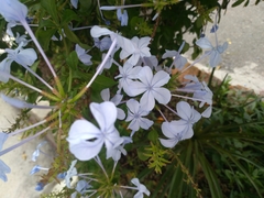 Plumbago auriculata