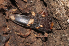 Phoracantha punctata