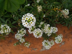 Lobularia maritima