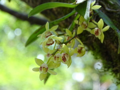 Thrixspermum laurisilvaticum