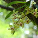 Thrixspermum laurisilvaticum - Photo (c) 葉子, algunos derechos reservados (CC BY-NC-ND), uploaded by 葉子