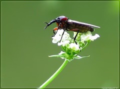 Dilophus nigrostigma