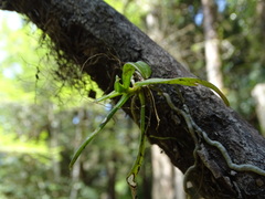 Thrixspermum laurisilvaticum