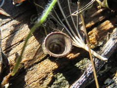 Cyathus stercoreus image