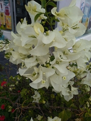 Bougainvillea