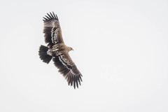 Greater Spotted Eagle photo 5