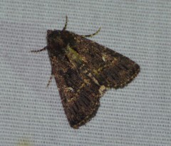 Condica albigera