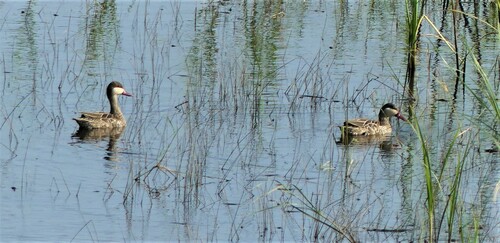 Red-billed Teal