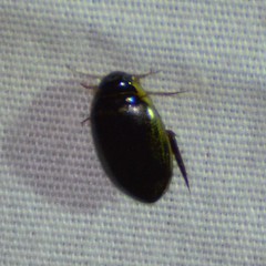 Thermonectus basillaris