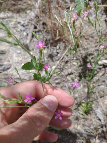 Image of Zeltnera nudicaulis by no rights reserved