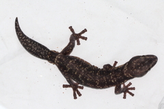 Oedura cincta