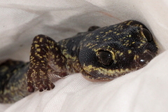 Oedura cincta