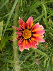 Gazania
