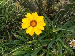 Gazania