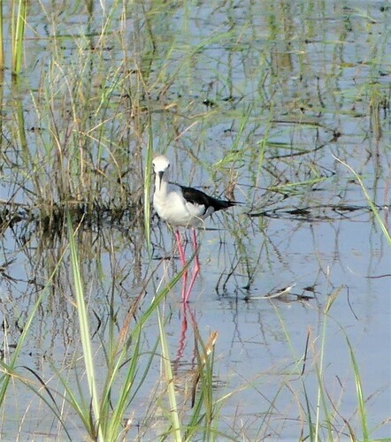 Black-winged Stilt