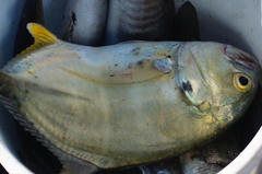 Caranx caninus