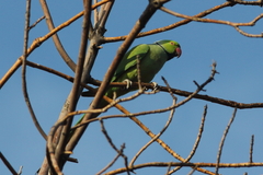 Psittacula krameri