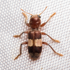 Enoclerus quadrisignatus