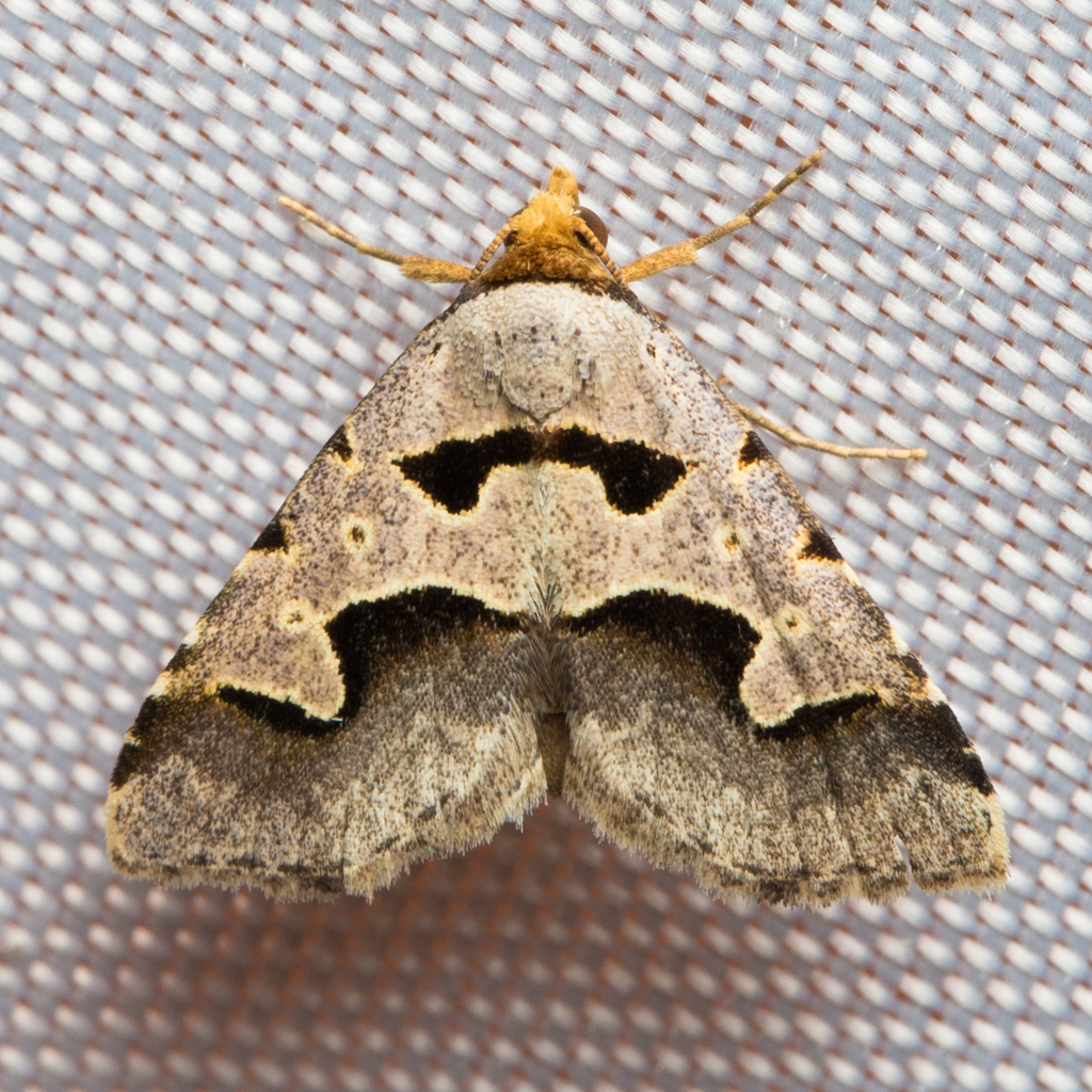 Baniana minor