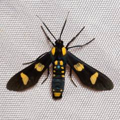 Phoenicoprocta hampsonii