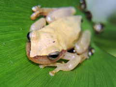 Tlalocohyla smithii