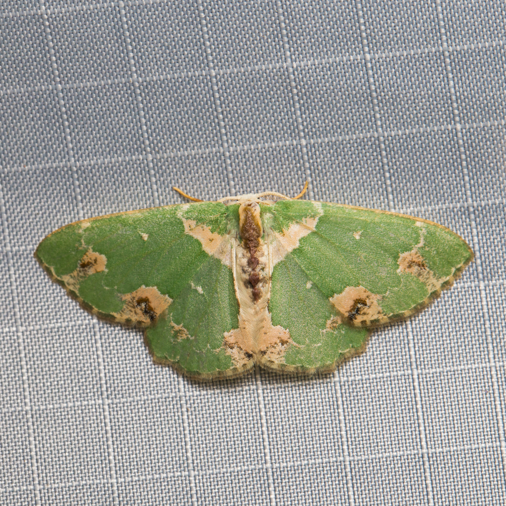 Lophochorista lesteraria