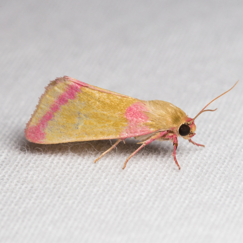 Heliocheilus toralis