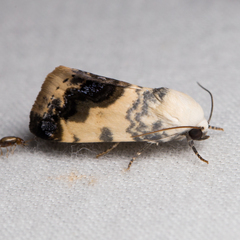 Acontia behrii