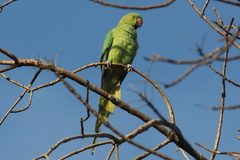 Psittacula krameri