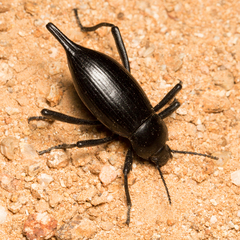 Eleodes eschscholtzii