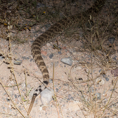 Crotalus mitchellii
